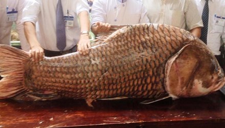 Để phục vụ thực khách trong dịp Tết nguyên đán vừa qua, một cửa hàng ở TP.HCM cũng đã chi nửa tỷ đồng để mua một con cá hô nặng 130kg của ngư dân ở tỉnh An Giang.