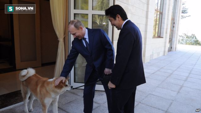 
Tổng thống Nga Vladimir Putin tiếp Thủ tướng Nhật Shinzo Abe tại Sochi, Nga ngày 2/8/2014. (Ảnh: AP)
