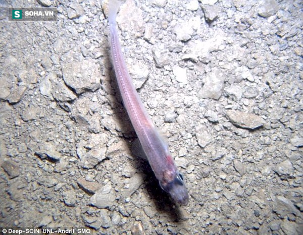 
Hình dáng giống loài cá của sinh vật sống bên dưới lớp băng dày 740m tại Nam Cực. Ảnh: UNL.
