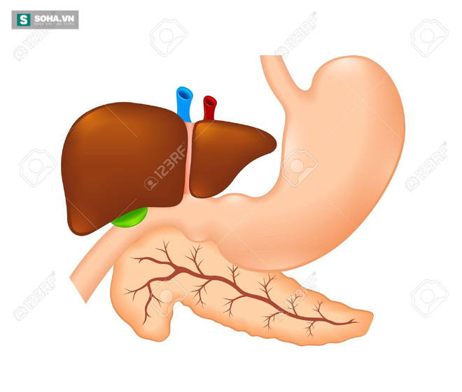 
Gan và dạ dày nằm sát cạnh nhau trong ổ bụng (Ảnh minh họa)
