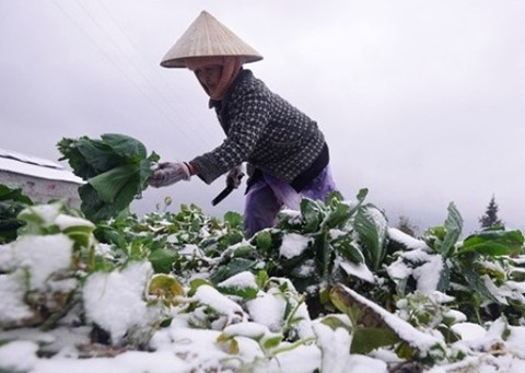 Rét đậm rét hại kéo dài gây ảnh hưởng nghiêm trọng tới sản xuất và sinh hoạt của người dân. Ảnh: Zing.vn