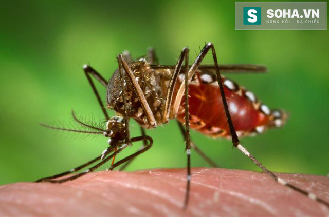 Muỗi vằn Aedes Aegypti vật chủ lây truyền virus Zika.