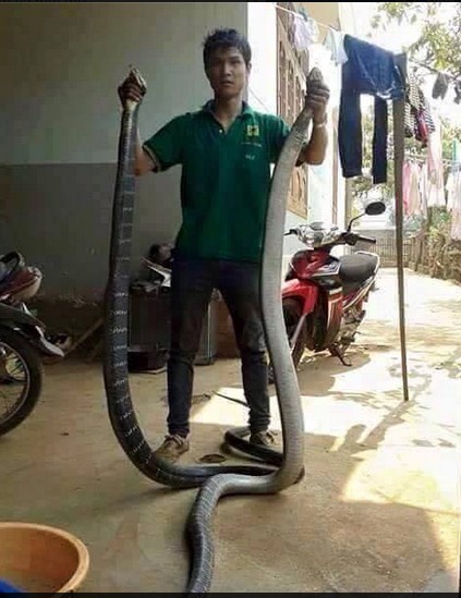 
Hình ảnh về con rắn gây xôn xao.
