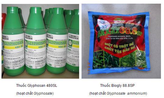 
Hình ảnh thuốc diệt cỏ Glyphosan 480SL có sử dụng hoạt chất Glyphosate (Hình ảnh chụp từ website chi cục Bảo vệ thực vật tỉnh Lâm Đồng).
