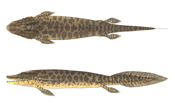 
Cá Tiktaalik.
