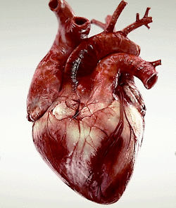 Cấu tạo của tim và những điều bạn cần biết về tim người