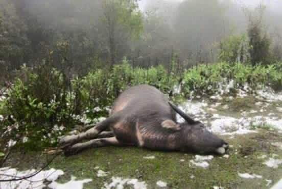 
Rét đậm rét hại khiến nhiều gia súc gia gia cầm bị chết. Ảnh: FB Lil Shady
