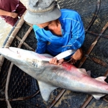Lại bắt được cá mập sọc trắng ở biển Quy Nhơn
