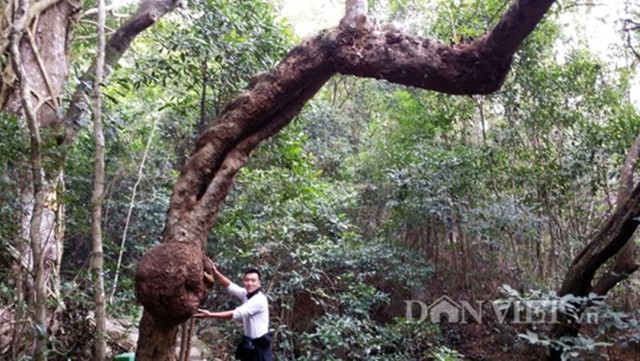 Theo người làm bảo vệ ngôi chùa Lôi Âm thì hơn 25 năm trước về đây anh đã thấy cây lạ có một bầu lớn gần gốc. Theo thời gian cây lớn lên thì 
