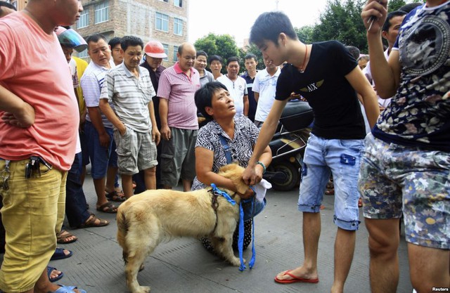 Một nhà hoạt động bảo vệ động vật quỳ xuống đường xin mua một chú chó từ một người bán dạo trước lễ hội ăn thịt chó ở thành phố Ngọc Lâm, tỉnh Quảng Tây, Trung Quốc.