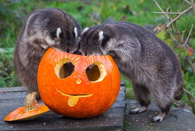 Hai con gấu trúc Mỹ kiểm tra một quả bí ngô được điêu khác trược dịp lễ Halloween trong vườn thú ở Hanover, Đức.