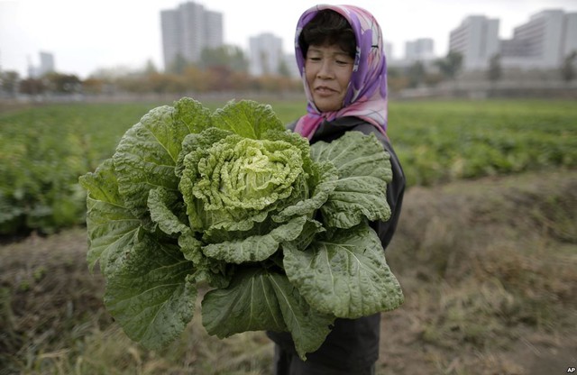 Nông dân cầm một cây cải bắp trên cánh đồng ở ngoài ô thủ đô Bình Nhưỡng, Triều Tiên.