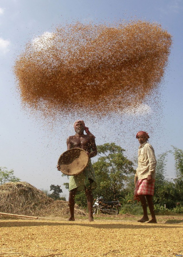 Nông dân quạt thóc trên một cánh đồng ở ngoại ô thành phố Agartala, Ấn Độ.