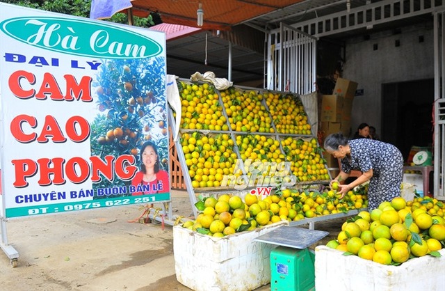 Gần 200 hộ thu nhập 500 triệu - 1 tỷ đồng/năm trở lên.