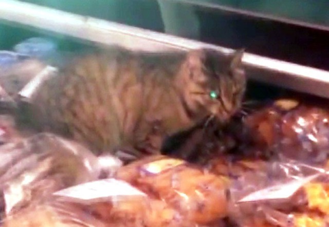 Hình ảnh chú mèo hung vàng say sưa liên hoan hải sản tại sân bay (Ảnh chụp từ video)