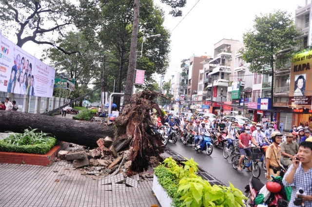 Cơn mữa làm cây bật gốc xảy ra vào giờ tan tầm khiến giao thông gặp rất nhiều khó khăn.