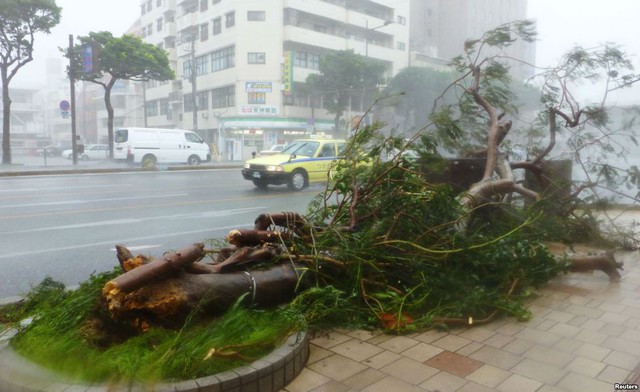 Siêu bão Neoguri gây ra gió mạnh làm bật gốc cây trên đường tại thành phố Naha, đảo Okinawa, Nhật Bản.