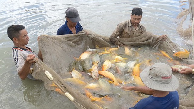 Thu hoạch cá chép giòn ở trang trại ông Phạm Đăng Thập.