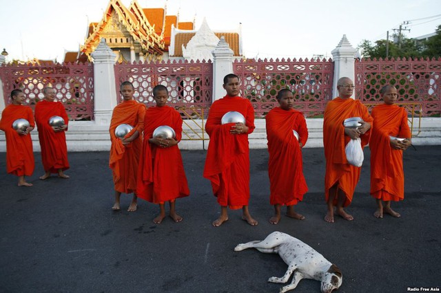 Một con chó nằm ngủ trước những nhà sư đi khất thực bên ngoài một ngôi chùa gần tòa nhà chính phủ ở Bangkok, Thái Lan.