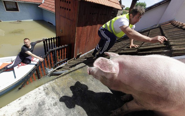 Một người đàn ông trèo lên mái nhà để cho lợn ăn khi nước lũ dâng cao tại ngôi làng Vojskova,  Bosnia.