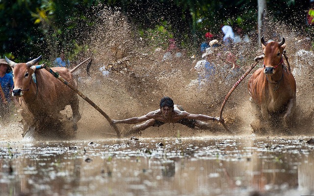 Một nông dân điều khiển bò tại cuộc thi đua bò Pacu Jawi ở huyện Rambatan, Tây Sumatra, Indonesia.