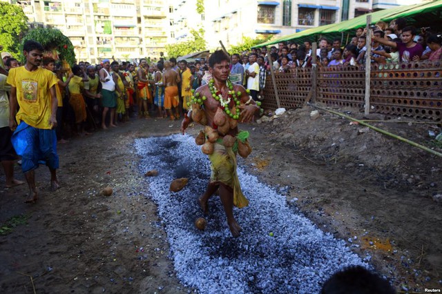 Một người theo đạo Hindu đeo những quả dừa trên người, đi trên than nóng ở Rangoon, Myanmar.