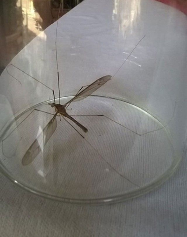 Sinh vật lạ ở Quảng Bình được tin là muỗi to như chuồn chuồn.