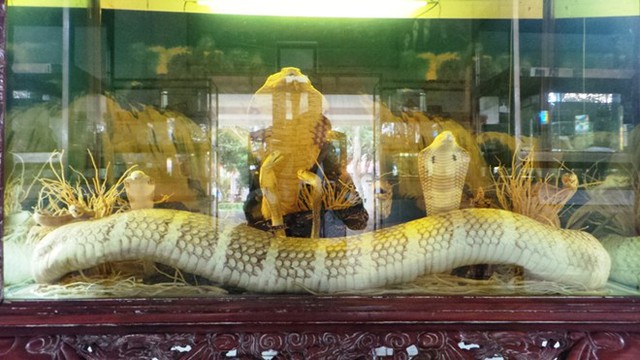 Những loài rắn cực độc ở trại rắn lớn nhất Việt Nam