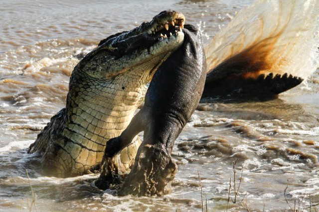Nhiếp ảnh gia Roland Ross đã chụp được cảnh tượng cá sấu xẻ thịt hà mã con trong vườn quốc gia Kruger, Nam Phi.