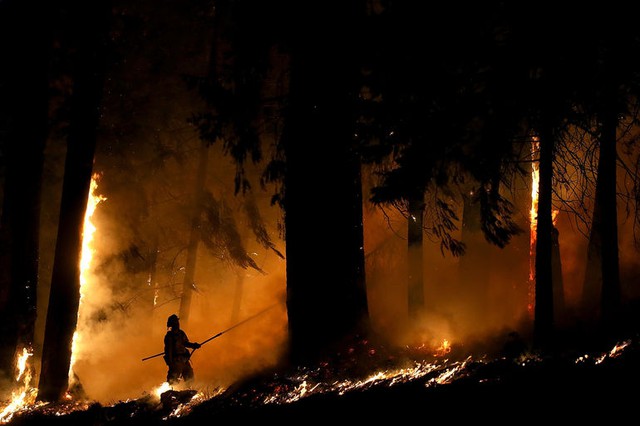 Lính cứu hỏa chiến đấu dập tắt cháy rừng ở Fresh Pond, bang California, Mỹ.