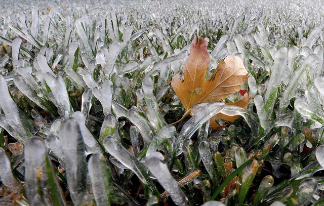 Một chiếc lá phong rơi trên lớp cỏ bị băng bao phủ ở Salinas, bang Kansas, Mỹ.
