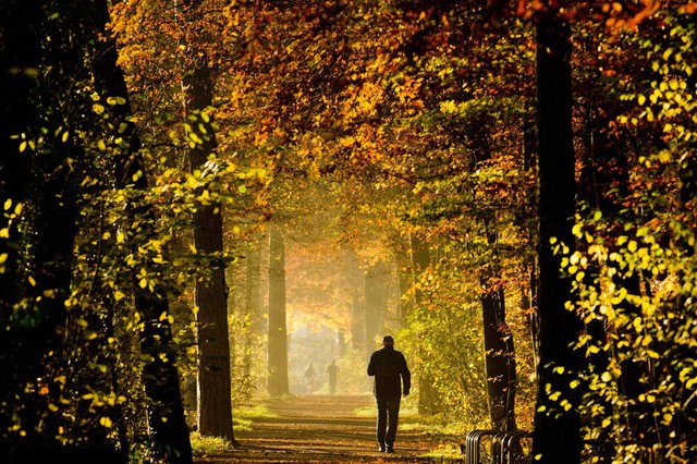 Người đàn ông đi qua khu rừng Eilenriede dưới nắng sớm ở Hannover, Đức.