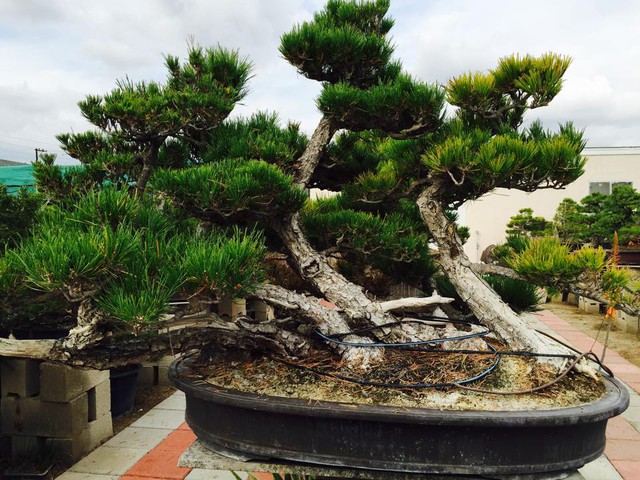 Hình ảnh một số cây bonsai yêu quý do chính tay Bằng Kiều chăm sóc.