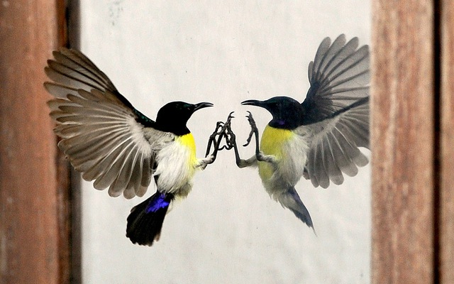 Chim hút mật đánh nhau trước cửa sổ kính một văn phòng ở thủ đô Colombo, Sri Lanka.