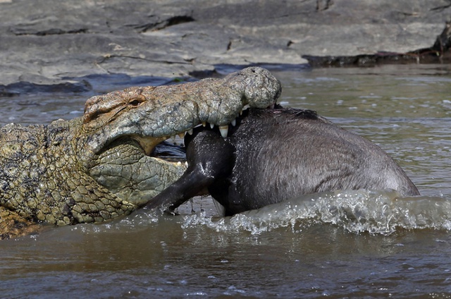 Linh dương đầu bò vùng vẫy cố gắng thoát khỏi hàm răng cá sấu dưới sông trong khu bảo tồn quốc gia Masa Mara, Kenya.