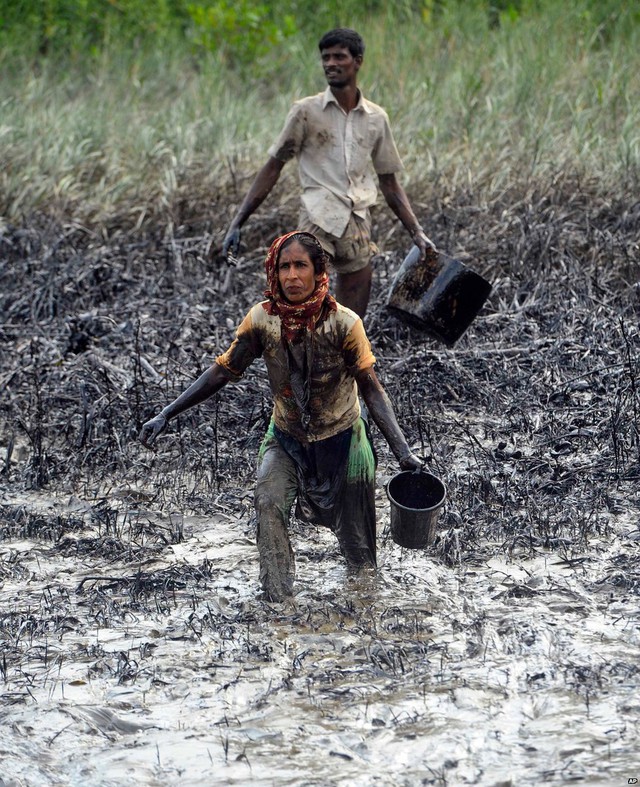 Người dân đang thu gom dầu tràn tại khu rừng ngập mặn ở Sundarbans, Bangladesh, để bán lấy tiền.