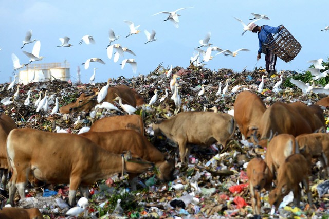 Một người bới rác thu lượm nhưng vật dụng có thể tái chế tại một bãi rác ở Denpasar, trên đảo Bali, Indonesia.