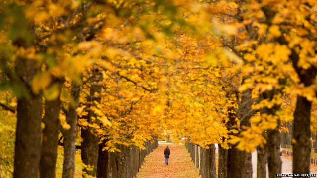 Người phụ nữ đi dọc một đại lộ phủ đầy lá vàng trong tiết trời mùa thu ở Stuttgart, Đức.