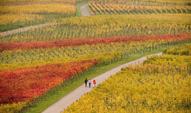 Mọi người đi qua cánh đồng nho nhuộm màu mùa thu ở Fellbach, Đức.