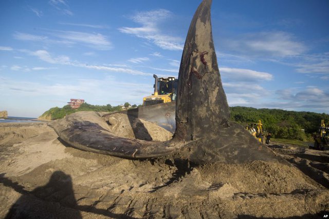 Xe ủi đẩy xác cá voi tới một hố chôn trên bãi biển Popoyo ở Tola, Nicaragua.