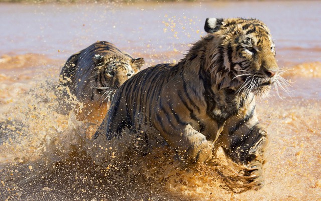Hai con hổ chơi đua với nhau dưới sông trong khu bảo tồn động vật hoang dã Tiger Canyons ở Philippolis, Nam Phi.