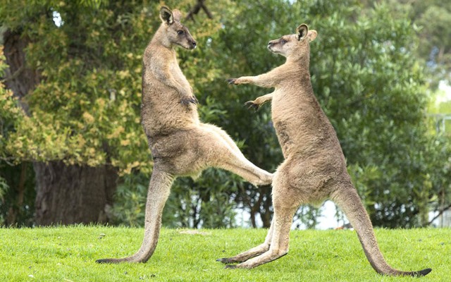 Nhiếp ảnh gia David Parer chụp được cảnh tượng hai con kangaroo đánh nhau tại thung lũng Meander, Tasmania, Australia.