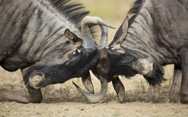 Linh dương đầu bò đánh nhau tranh giành ngôi đầu đàn. Cảnh tượng được nhiếp ảnh gia Richard Du Toit ghi lại tại vườn quốc gia Kgalagadi, Nam Phi.
