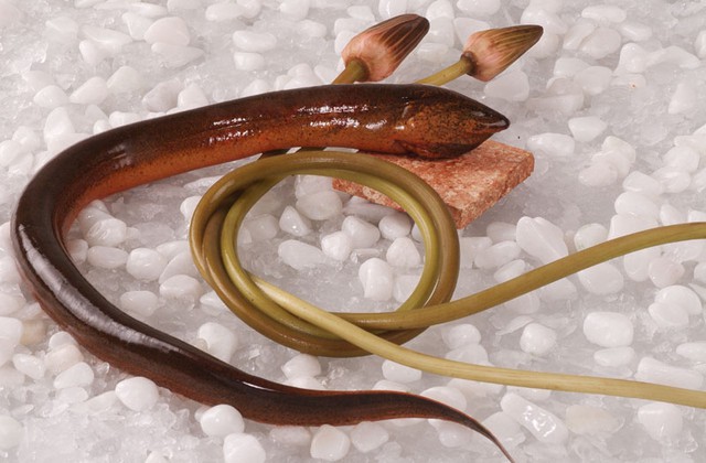 Bí quyết dân gian chữa bệnh trĩ bằng thịt lươn