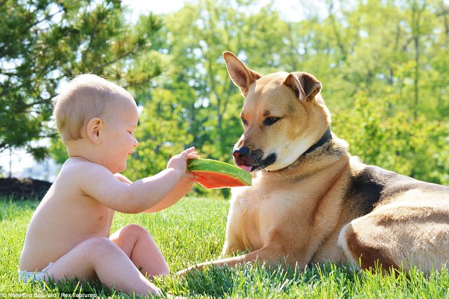 Chia sẻ: Các cầu thủ trẻ, thư giãn trong ánh mặt trời, cung cấp con chó của mình một miếng dưa hấu.  Anh đáp lại bằng thè lưỡi của mình để hương vị trái cây 