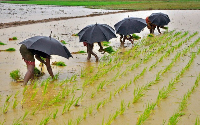 Nông dân đội ô cấy lúa trên cánh đồng ở ngoại ô thành phố Bhubaneswar, Ấn Độ.