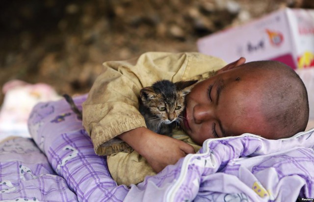 Một em bé ôm mèo nằm ngủ trong túp lều tạm tại khu vực xảy ra động đất ở thị trấn Ludian, tỉnh Vân Nam, Trung Quốc.