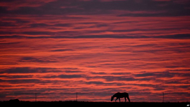 Ngựa in bóng trên nền trời đỏ rực giữa thảo nguyên mênh mông gần Hannover, Đức.