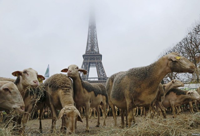 Nông dân Pháp hôm qua thả khoảng 250 con cừu tại khu vực trước tháp Eiffel ở thủ đô Paris để phản đối chính sách bảo vệ loài sói bởi chúng đang giết quá nhiều vật nuôi của họ.