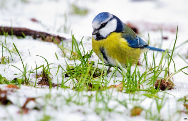 Chim sẻ ngô xanh tìm kiếm thức ăn trên tuyết gần thành phố Pattensen, Đức.